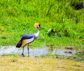 Crowned crane. Southeast Kenya