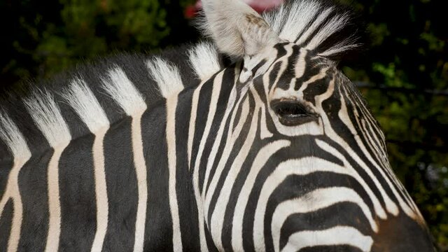 head of an African zebra standing in the zoo in the afternoon in Yalta