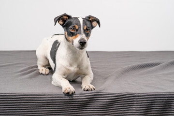 Young brown, black and white Jack Russell Terrier posing in a studio, the dog looks straight into the camera, copy space