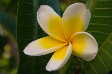 yellow frangipani flower