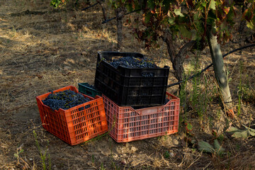 Cachos de uvas nas vindimas 