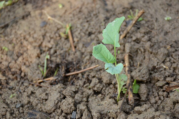 the small ripe green cabbage plant seedlings in the garden.