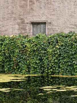 Window of a building behind a wall of green leaves near a pond
