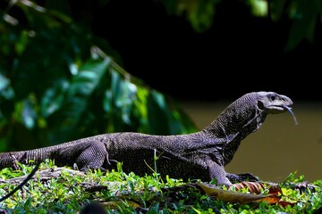 Reptiles of Malaysia. We can see the reptiles of Malaysia mostly everywhere in the country and can be found even in modern buildings in the urban area and cities. 