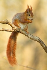 Naklejka na ściany i meble Eurasian red squirrel sitting on a branch in spring with a nut in its hands, sciurus vulgaris