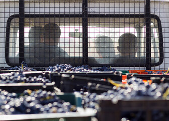 Cachos de uvas nas vindimas 