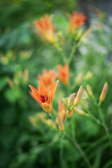 Fototapeta na wymiar Macrophotography. Lily buds are orange.