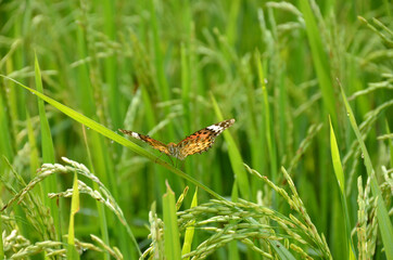 the beautiful yellow color butterfly on the green paddy plant .