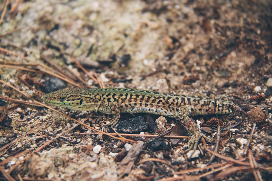 lizard without tail