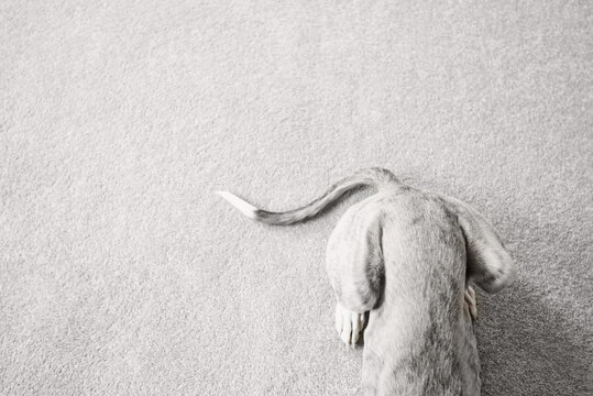 Cute Portrait of Whippet Puppy on Gray