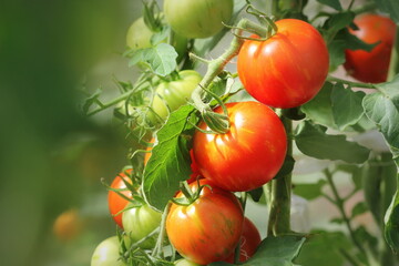 Bunch of ripe natural cherry red tomatoes growing in a greenhouse ready to pick