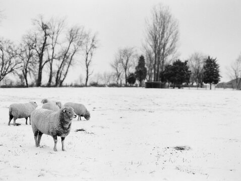 snowy sheep