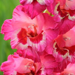 Pink gladioles Gladiolus flower. Spring garden with gladioles . Groups gladioles, sword lily, sword grass of green background