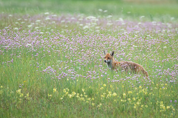Fuchs blickt nach vorn