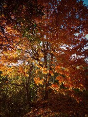 campagne autunnali alberi