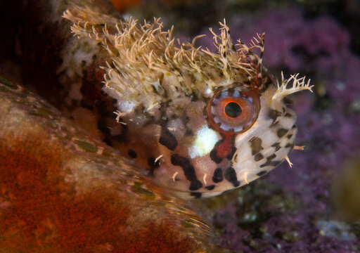 Mosshead Warbonnet,Chirolophis nugator resting on a reef Sydney BC Canada