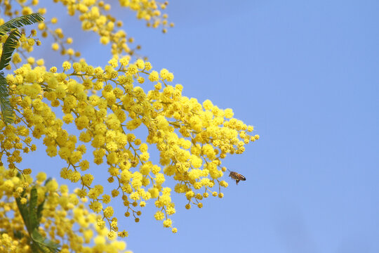 Honey bee Latin apis mellifera collecting pollen on mimosa acacia dealbata sensitive plant or blue wattle in Italy