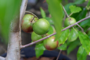 Plums fruits grow in the garden 