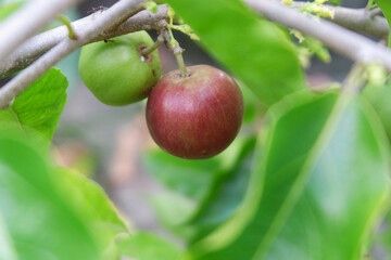 Plums fruits grow in the garden 