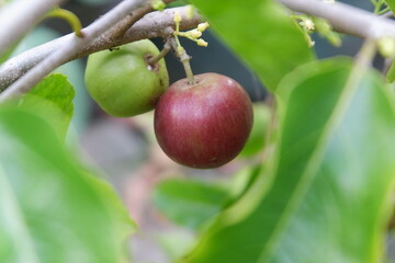 Plums fruits grow in the garden 