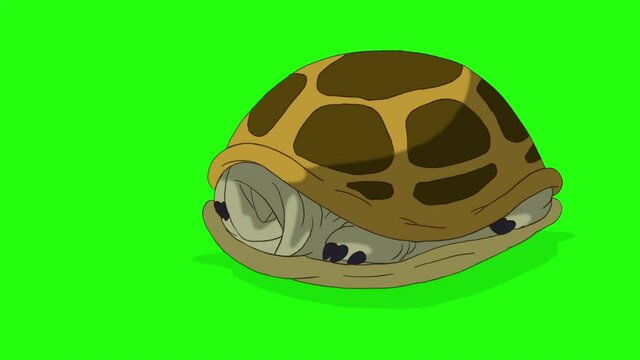 Swamp turtle peeks out of its shell and hides back chroma key