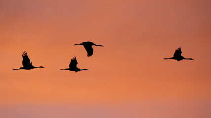 Kraniche am leuchtenden Abendhimmel