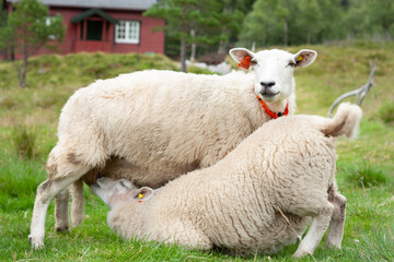 sheep and lamb