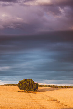 the lonely tree in the fields with a cloudy sky