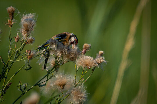 Stieglitz pickt in Distel