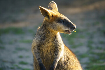 Cangorooh and baby, animals, Australia