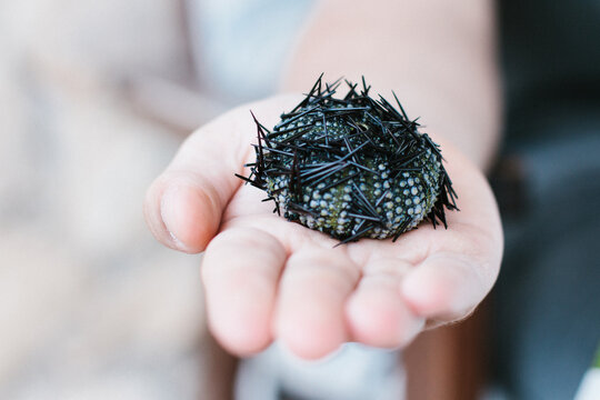 shell of a barbed sea urchin on a male hand