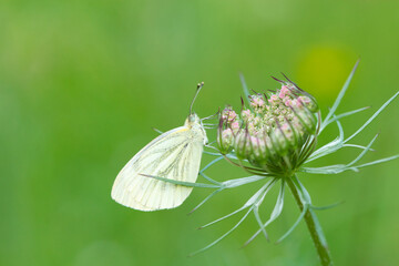 Green-veined white butterfly on a flower on green background in summer in the meadow, Pieris napi