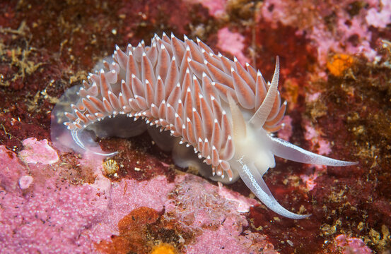 Nudibranch, Red Flabellina feeding on rocky reef British Columbia Canada