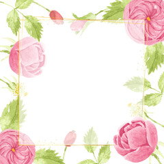 watercolor pink english rose with golden luxury square frame with copy space for text