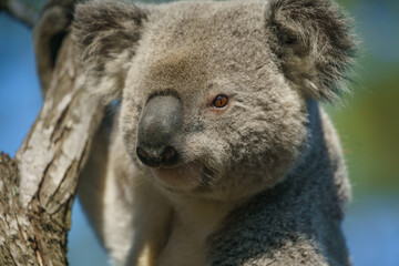 Koala bear at gold coast Autralia