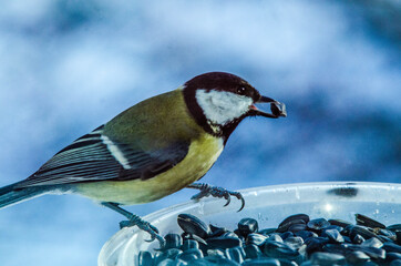 Bird
