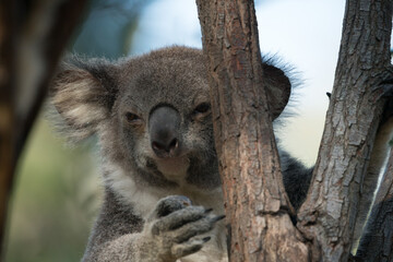 Koala bear at gold coast Autralia
