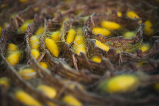 Bright yellow silk worm cocoons in a collection basket