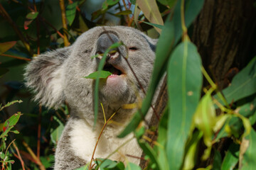 Koala bear at gold coast Autralia