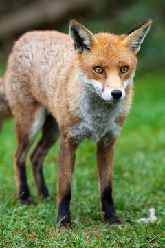 Red Fox