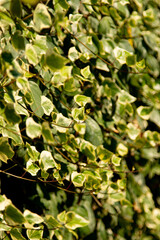 green leaves with yellow spots as background