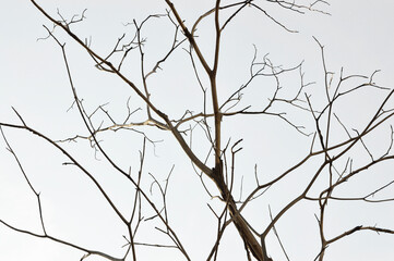 Fototapeta na wymiar Dead tree branches isolated on white background