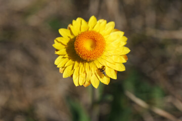Life with cangoroos, butterfly, nature at Noosa Head Australia