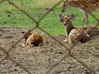 Naklejka na ściany i meble Female spotted deer in a children's Safari Park