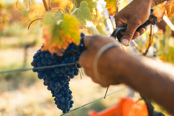 Vendemmia mano che raccoglie l'uva nera dalla vite