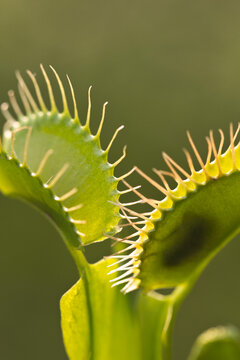 Venus Flytrap Macro With Trapped Fly