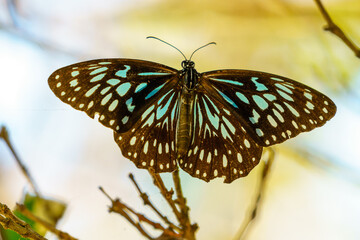 Life with cangoroos, butterfly, nature at Noosa Head Australia
