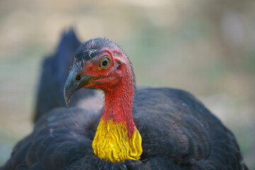 Life with cangoroos, butterfly, nature at Noosa Head Australia
