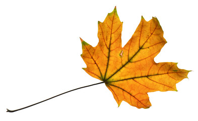 autumn maple leaf closeup object in details, bright and colorful, white background isolated, macro photo, depth of field entire object