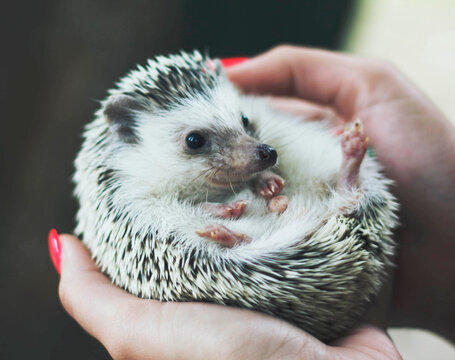 Happy hedgehog